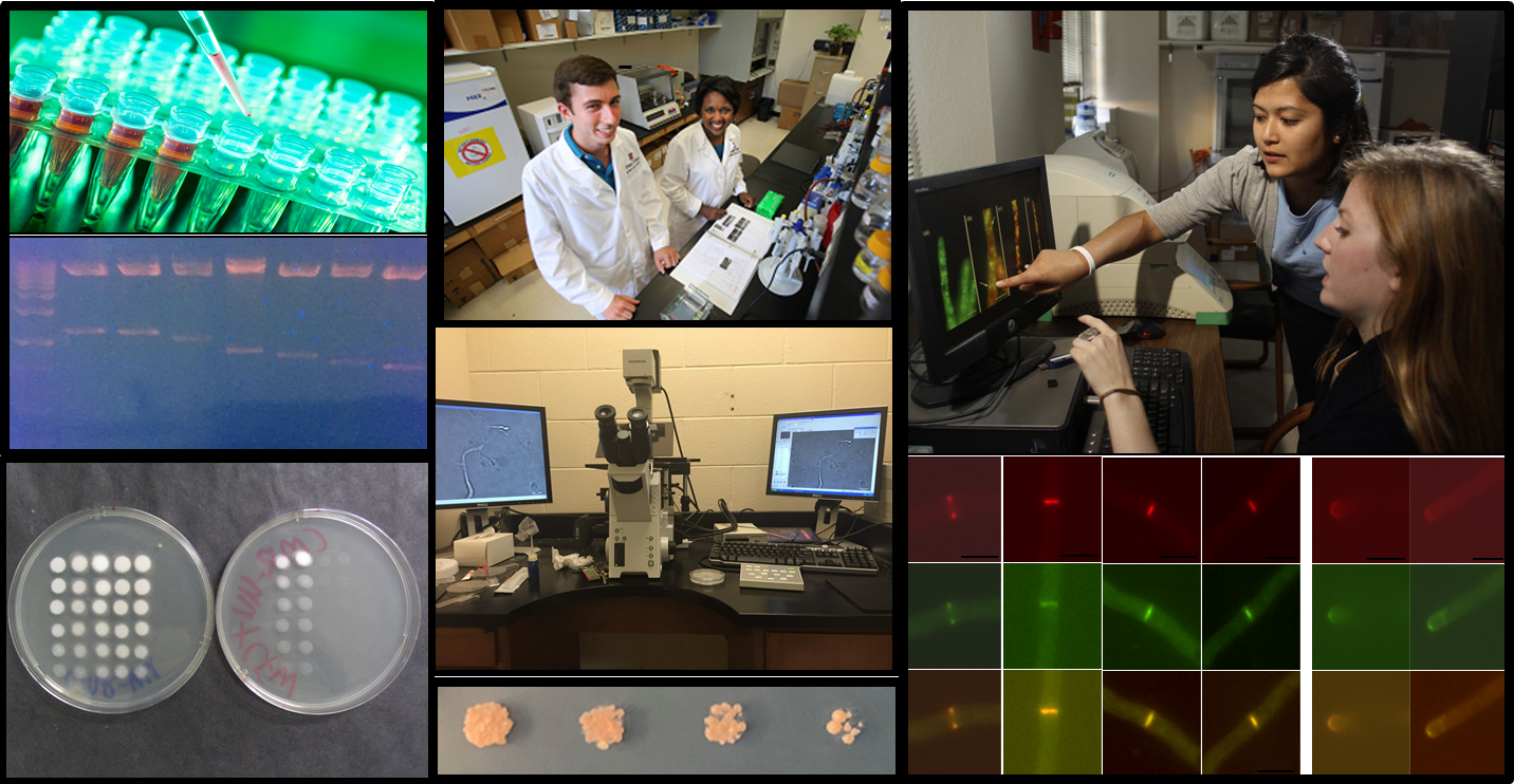 a compilation of lab images featuring students and Prof. Jackson-Hayes