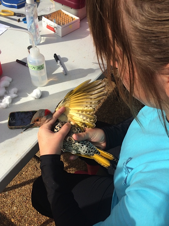 a female student tagging a bird