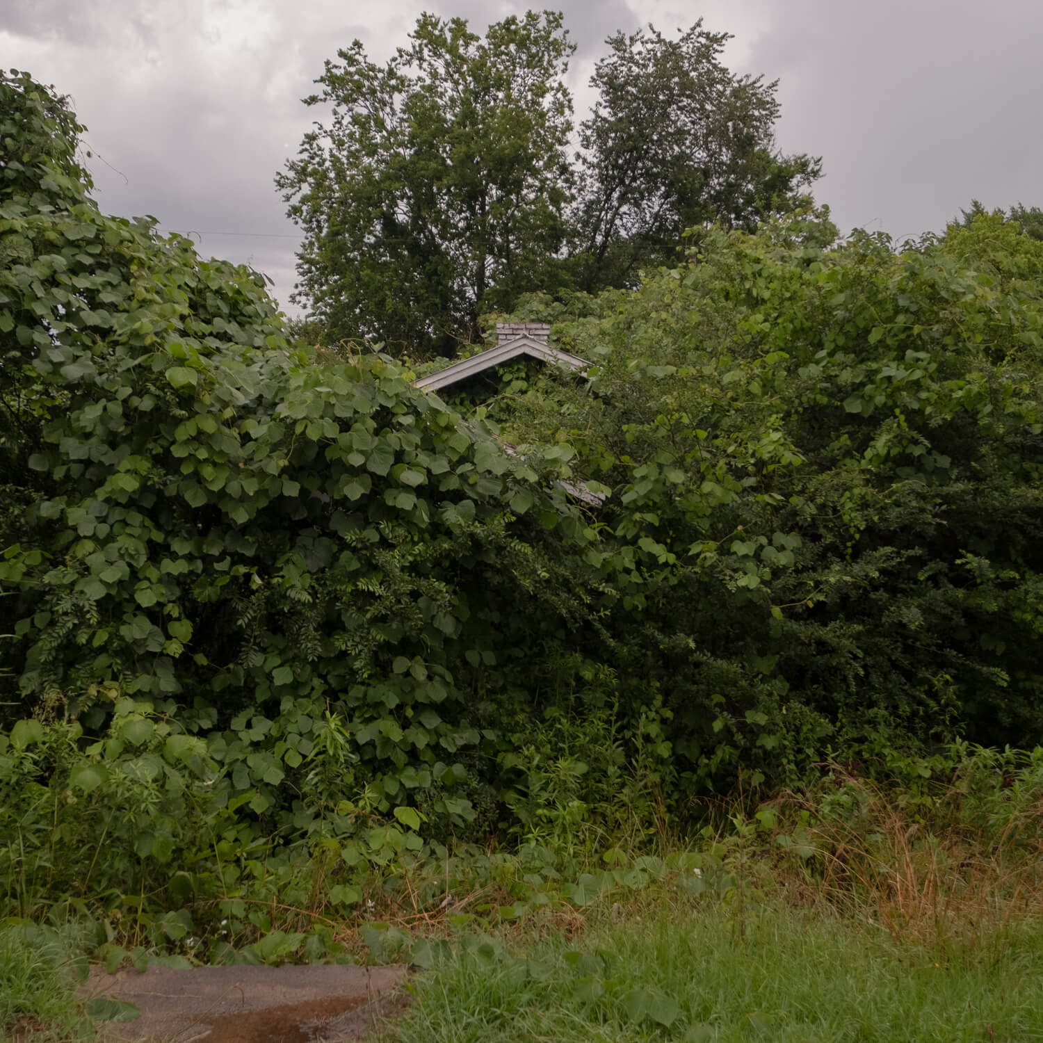 photo of a house covered in greenery