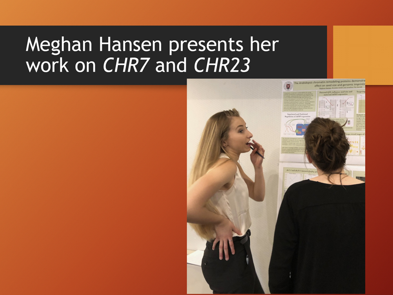 a student presents her work on CHR7 and CHR23
