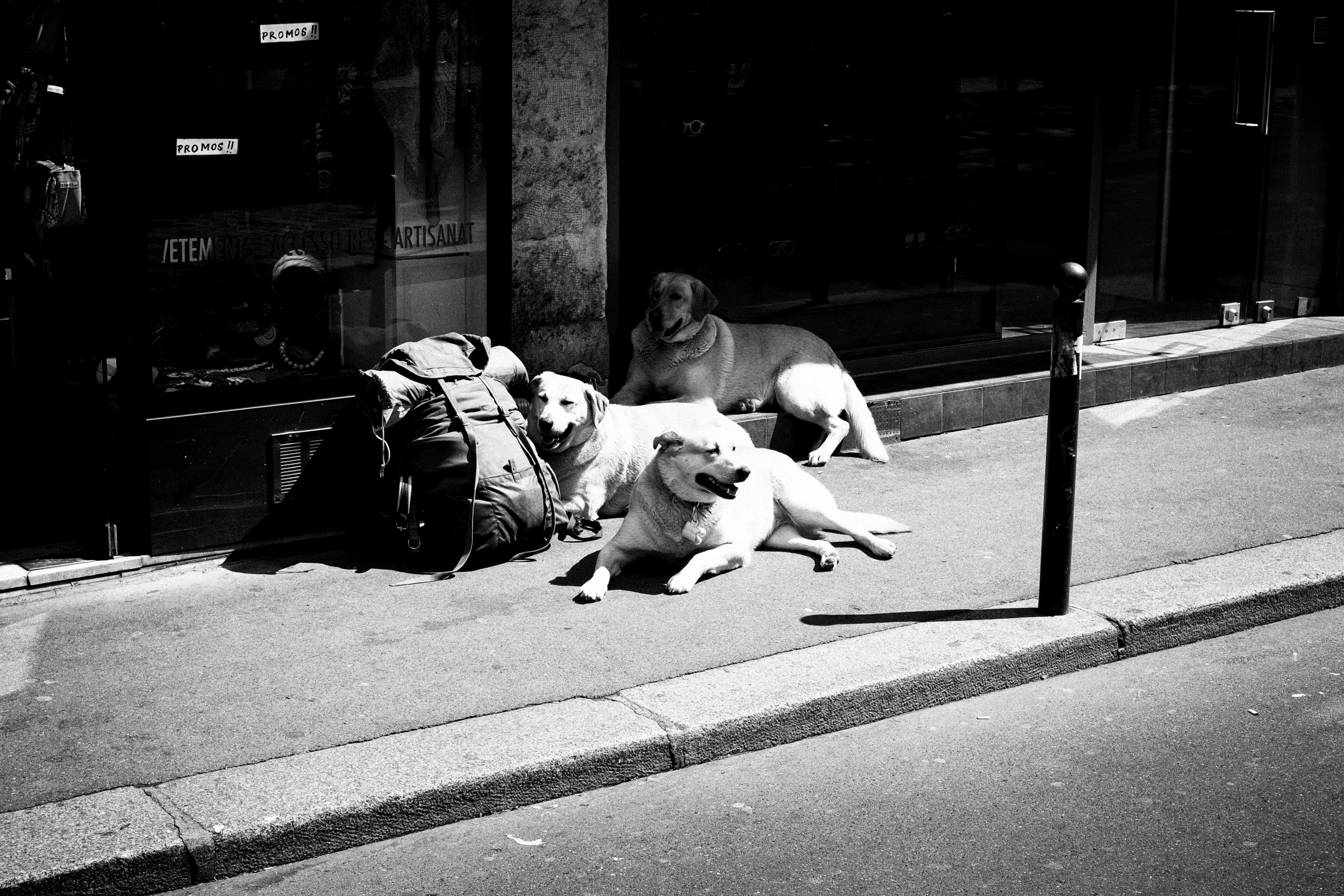three dogs on a sidewalk rest next to a backpack in the sun