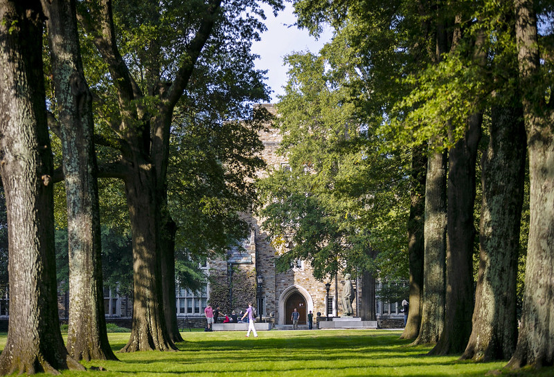 an alley of oak trees lead to a Gothic building