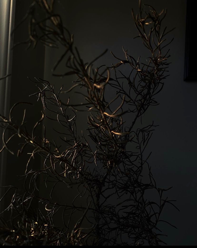A branch in the dark; it looks almost like a sculpture. 