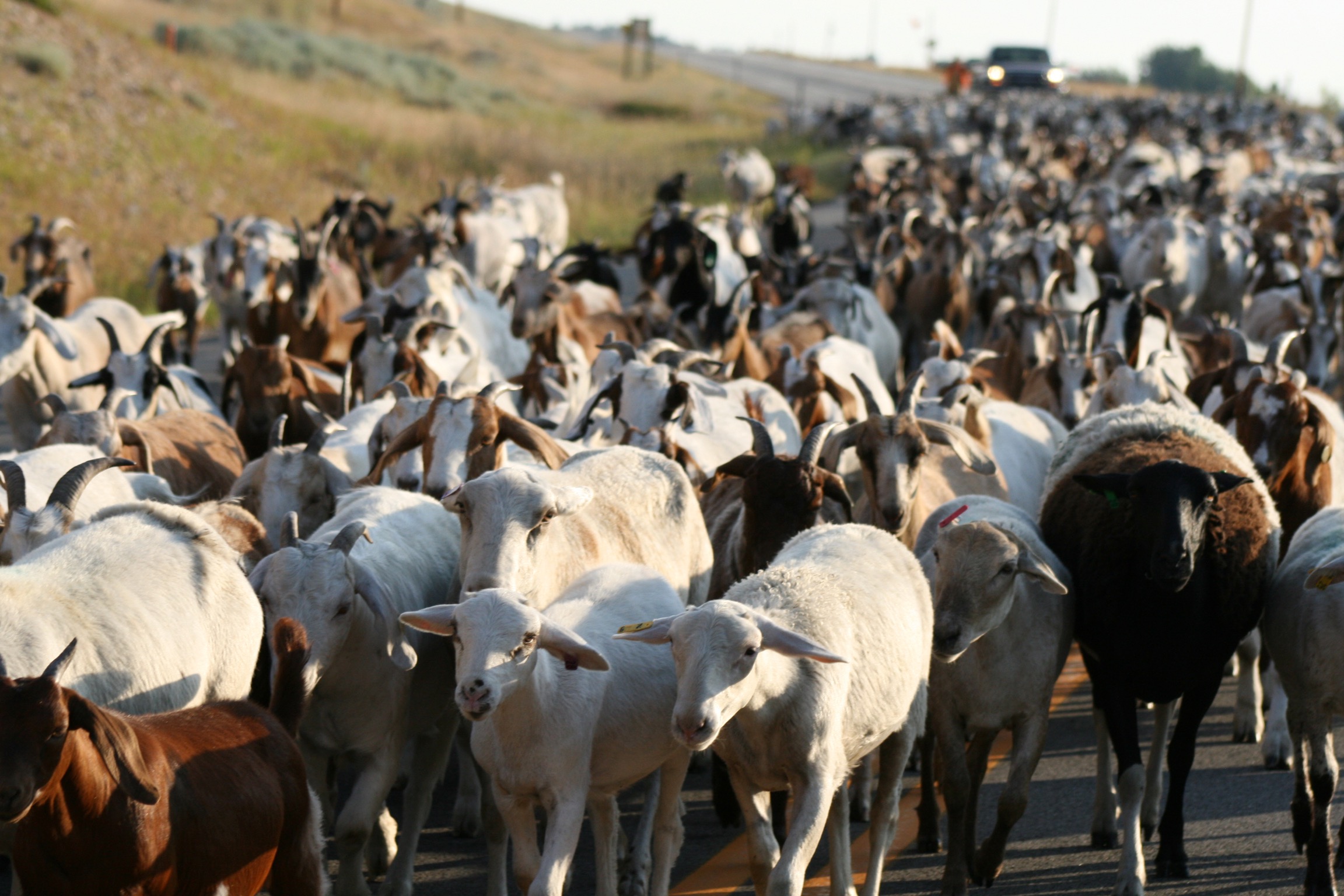 A herd of goats walks down the street. 