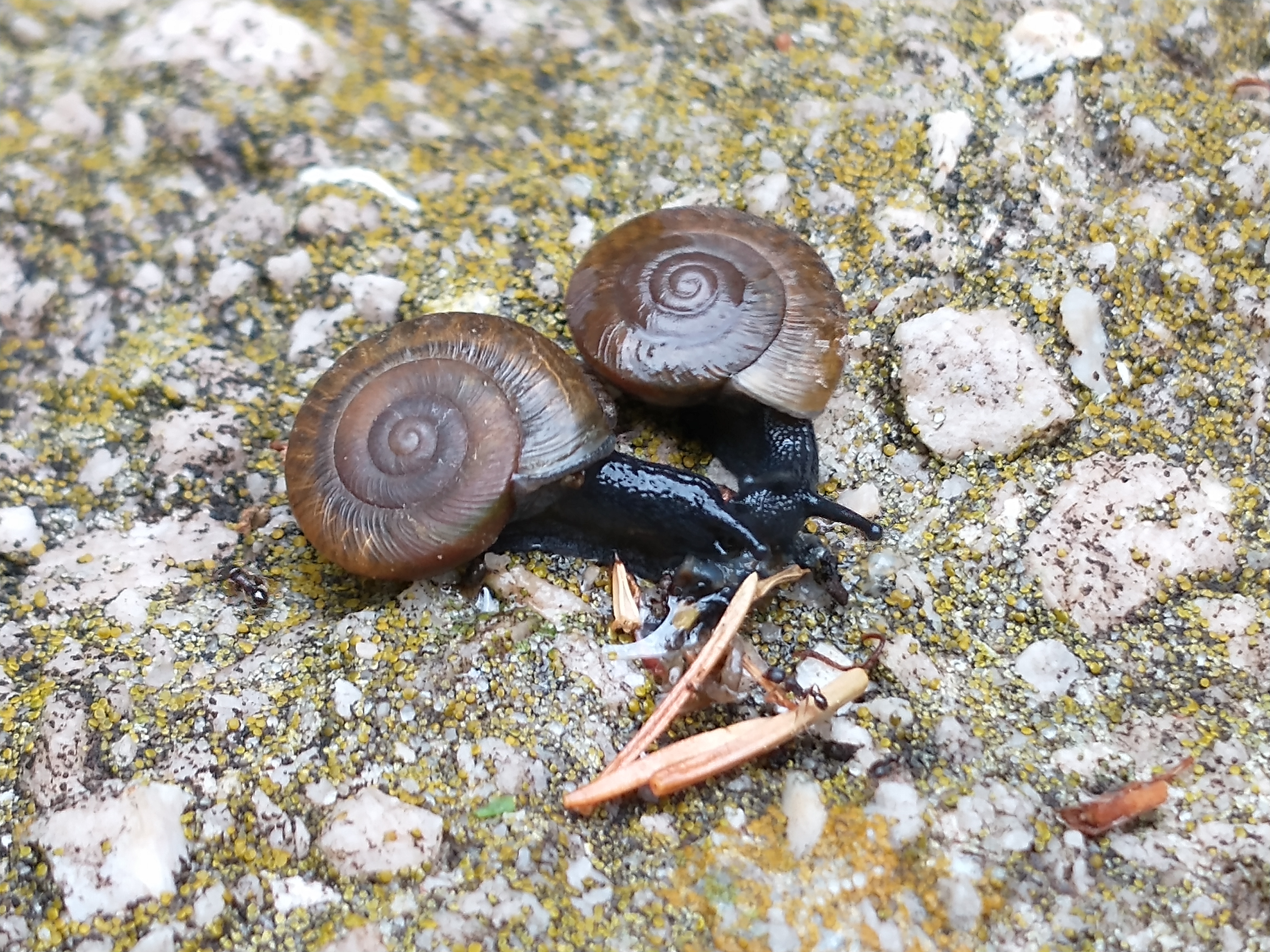 Two snails say hello to one another on top of a rock.