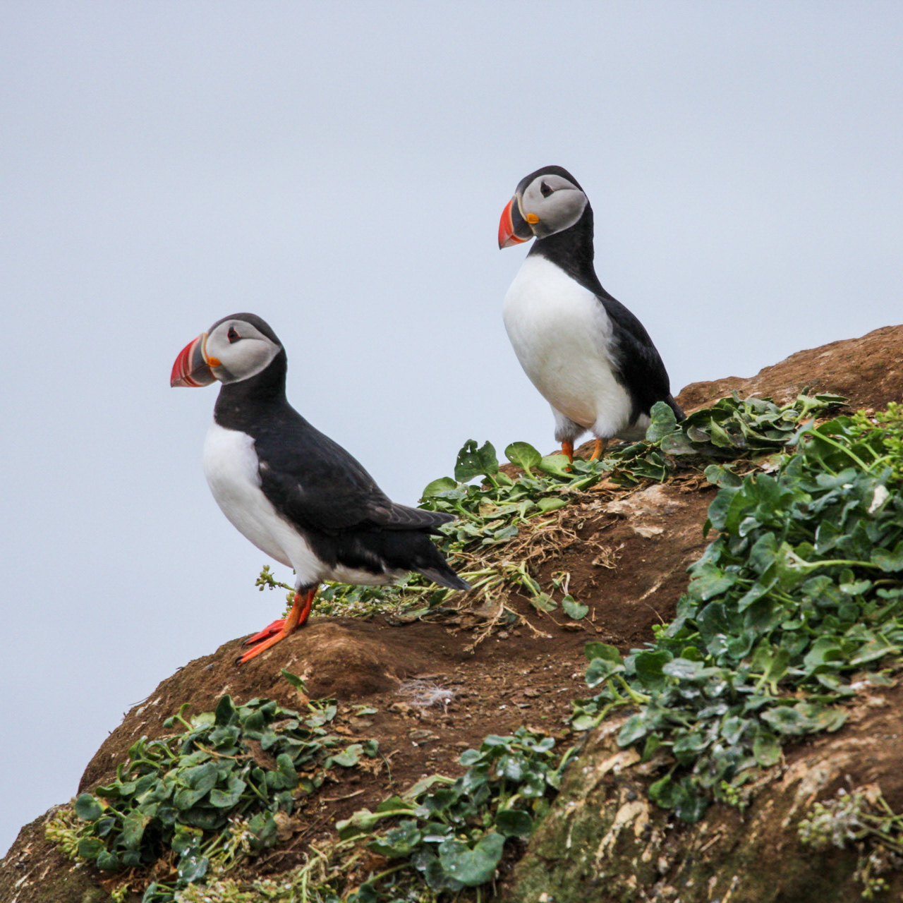 Two icelandic puffins walking together down a hill