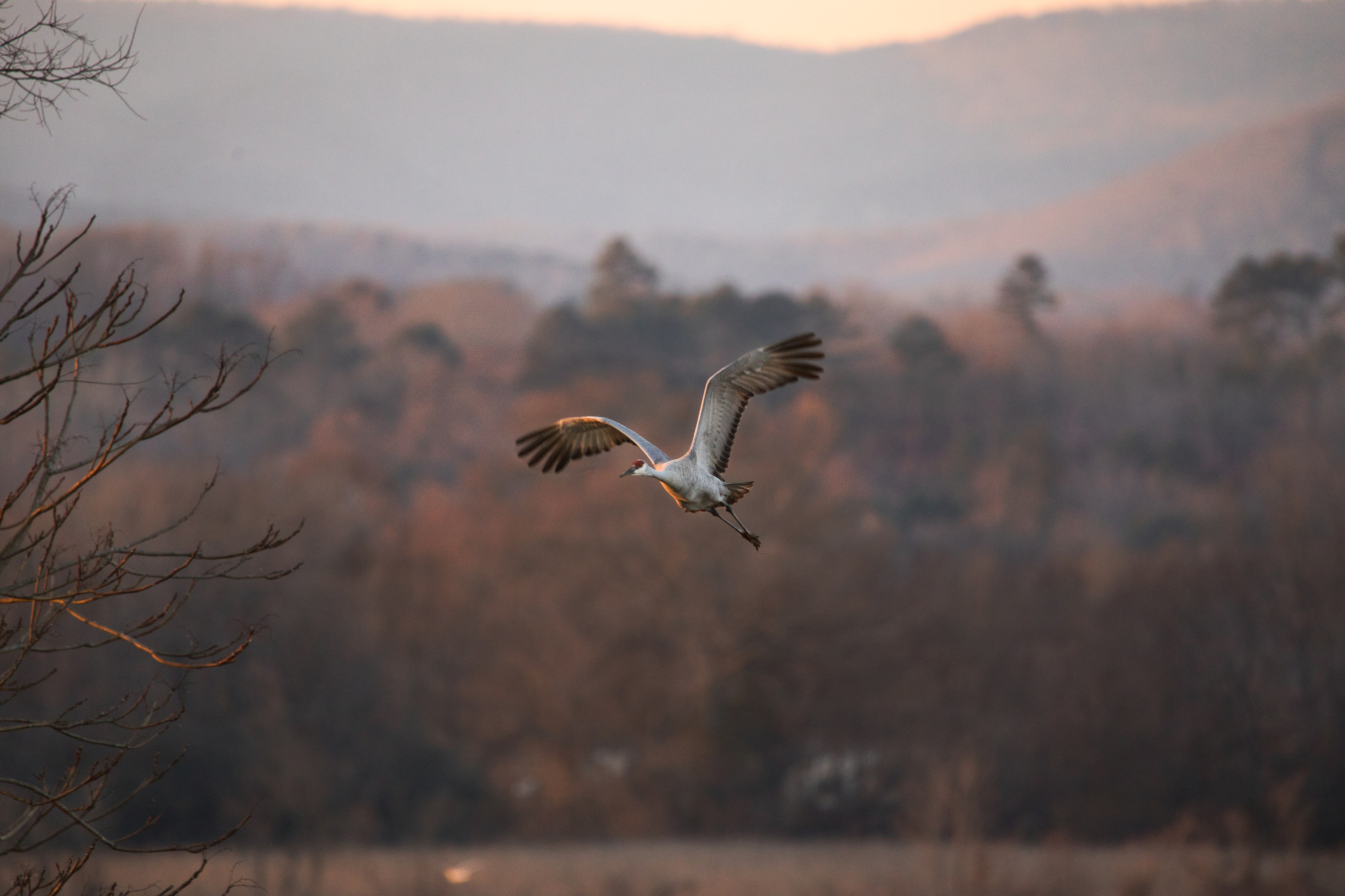 A sandhill crane in flight over an open plain