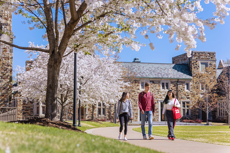 students walk along a path line by cherry trees