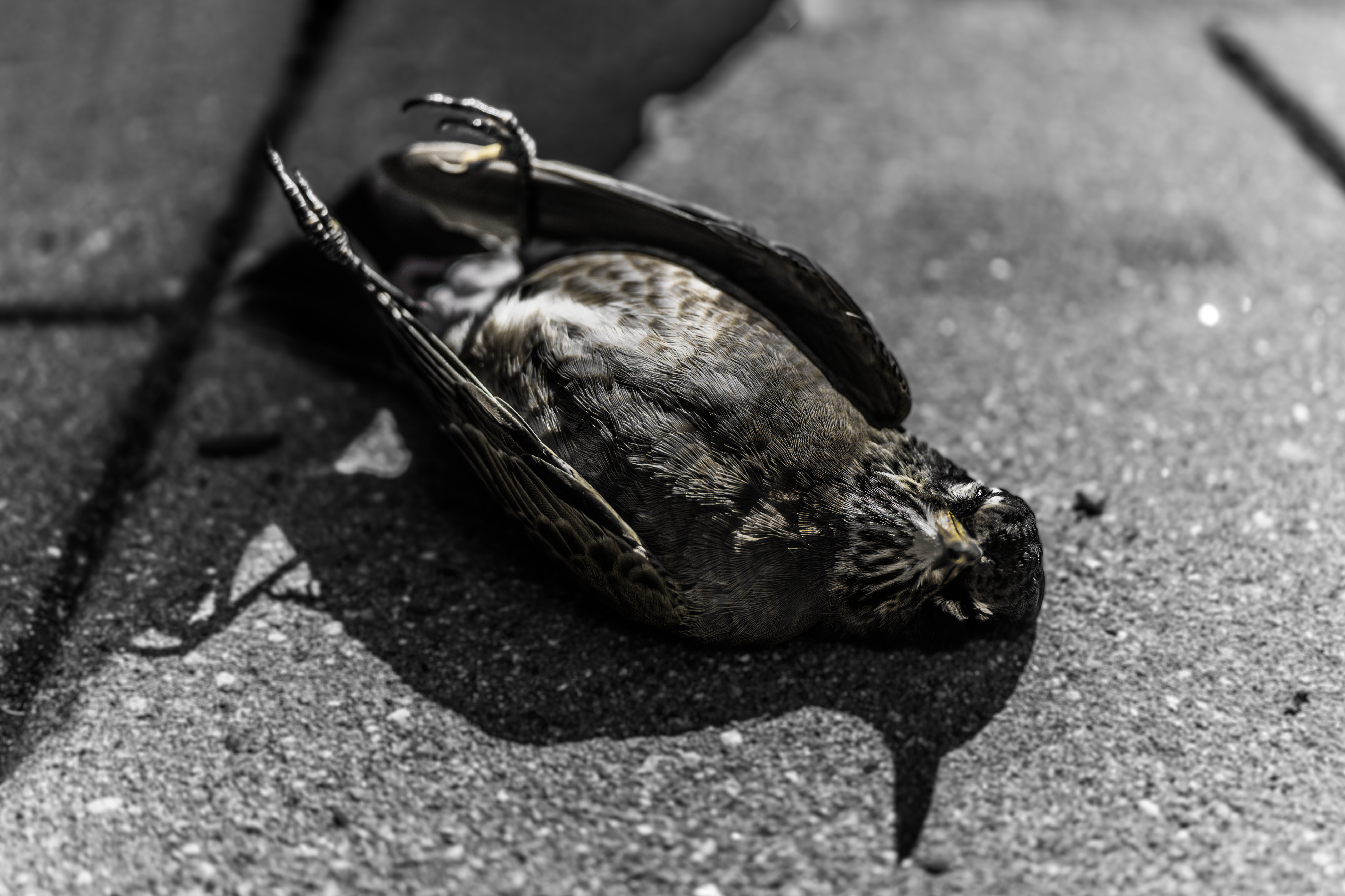 A dead black bird lying on the ground