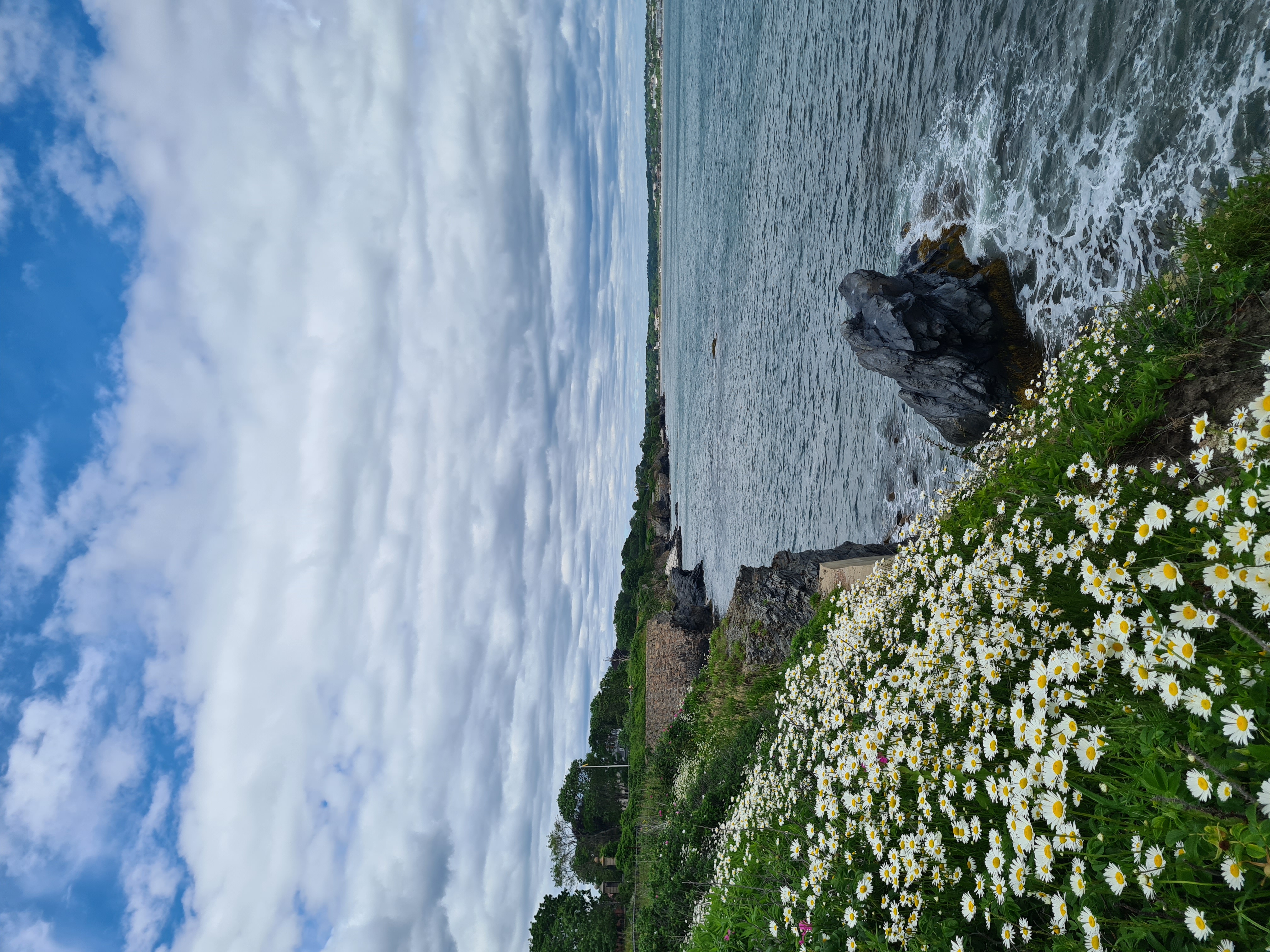 A patch of daisies overlooking the sea