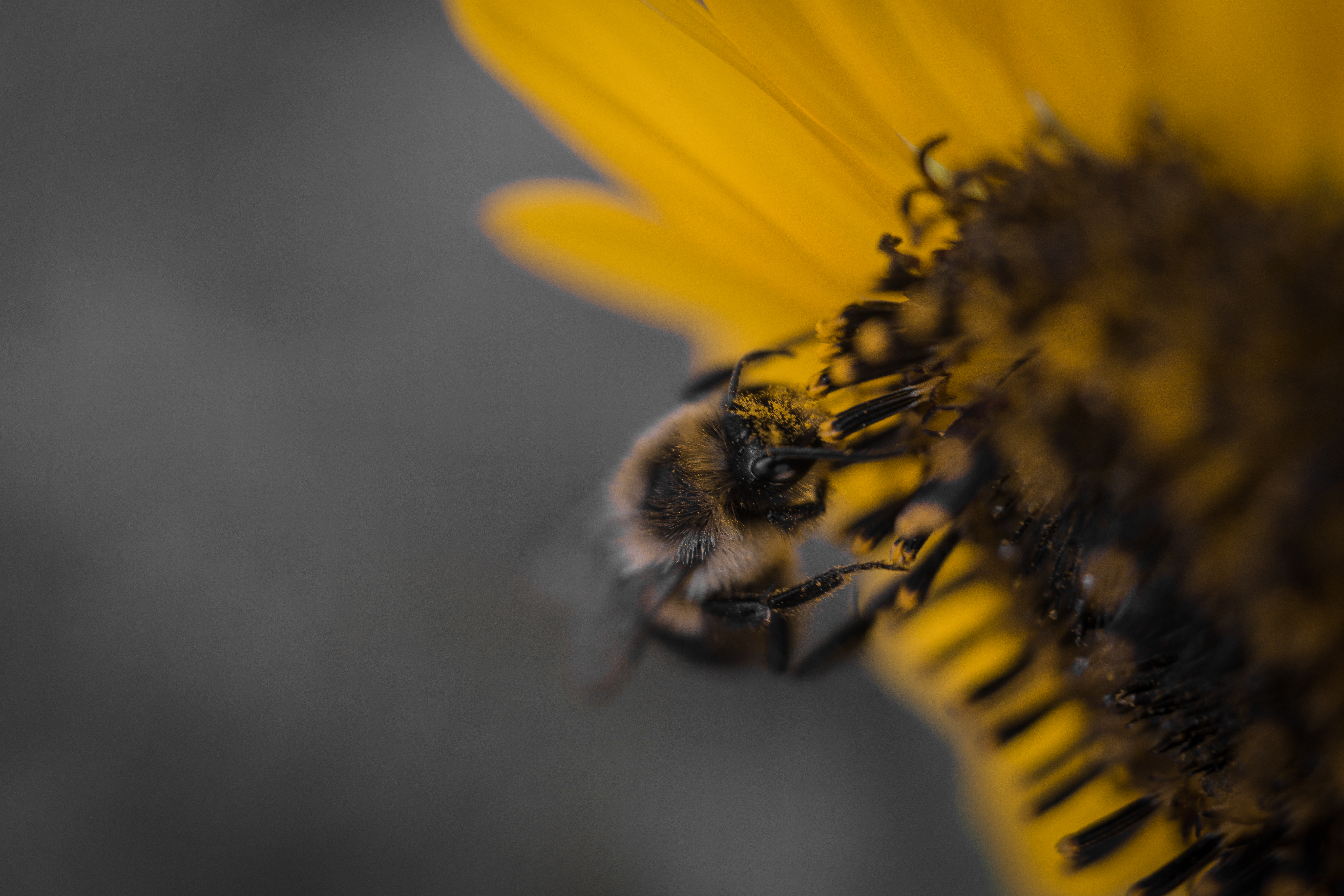 A closeup of a bee on a yellow flower 