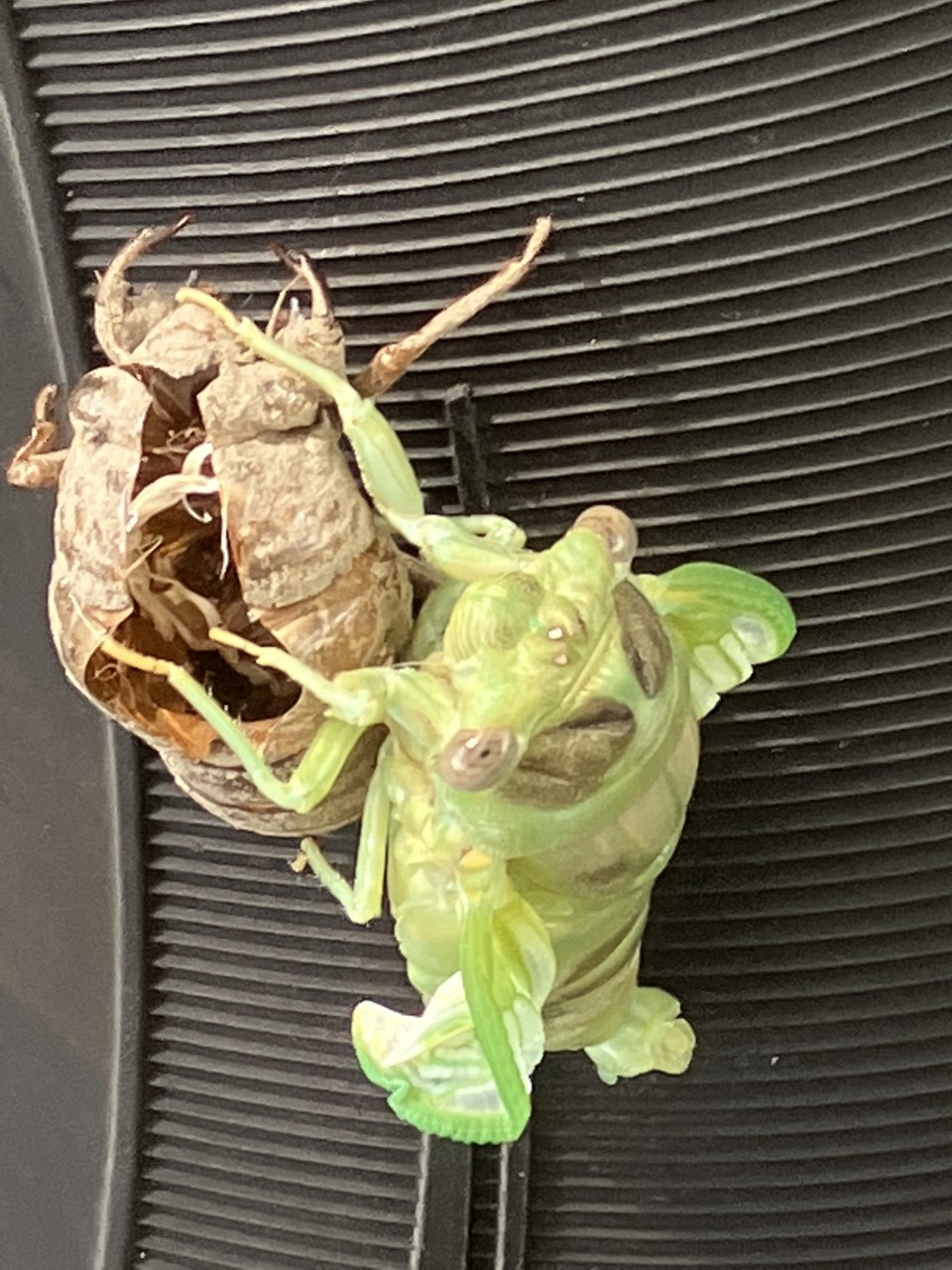 A cicada, newly emerged from its shell