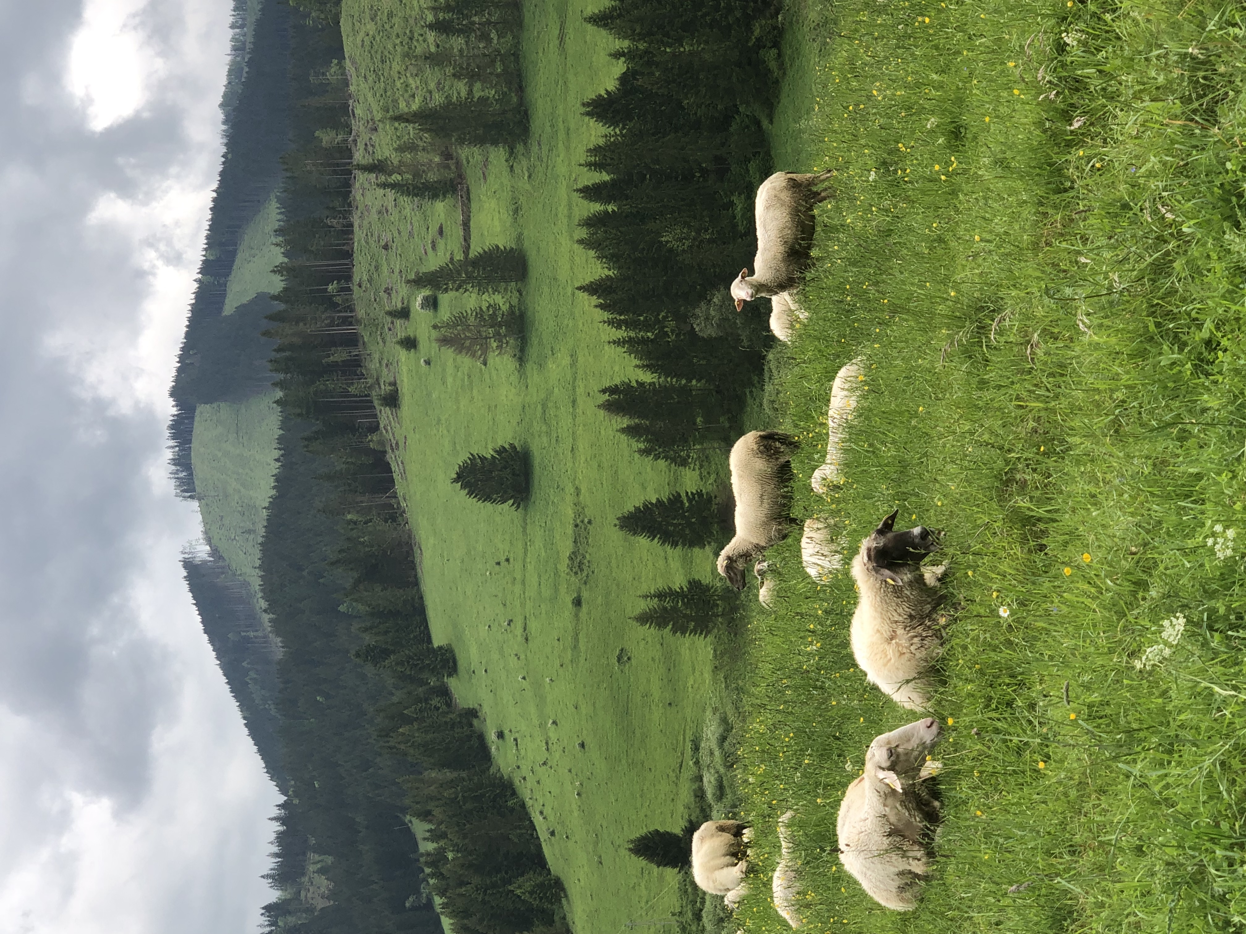 Sheep in a green meadow on a cloudy day