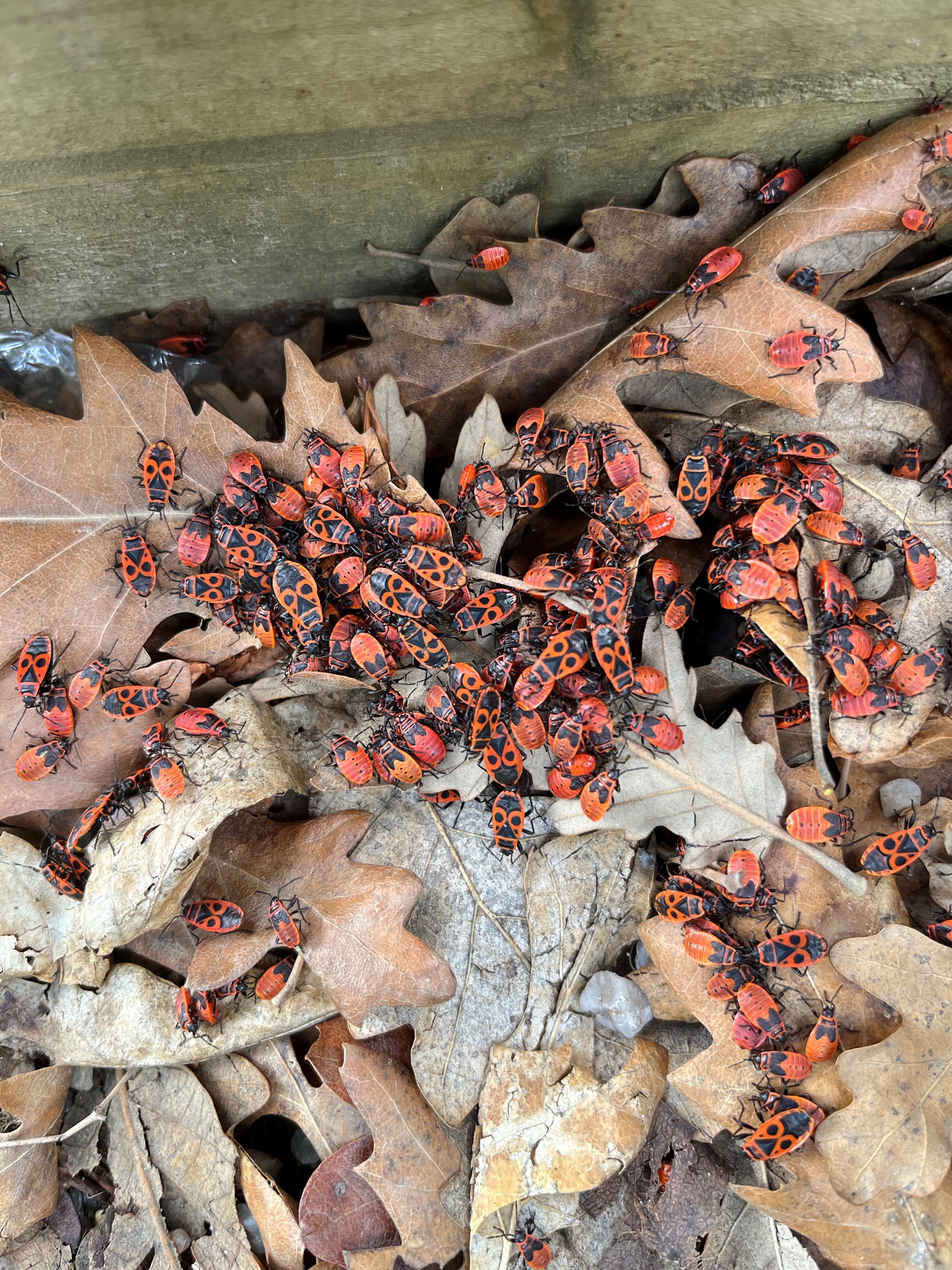 A group of red bugs sit on a pile of brown leaves