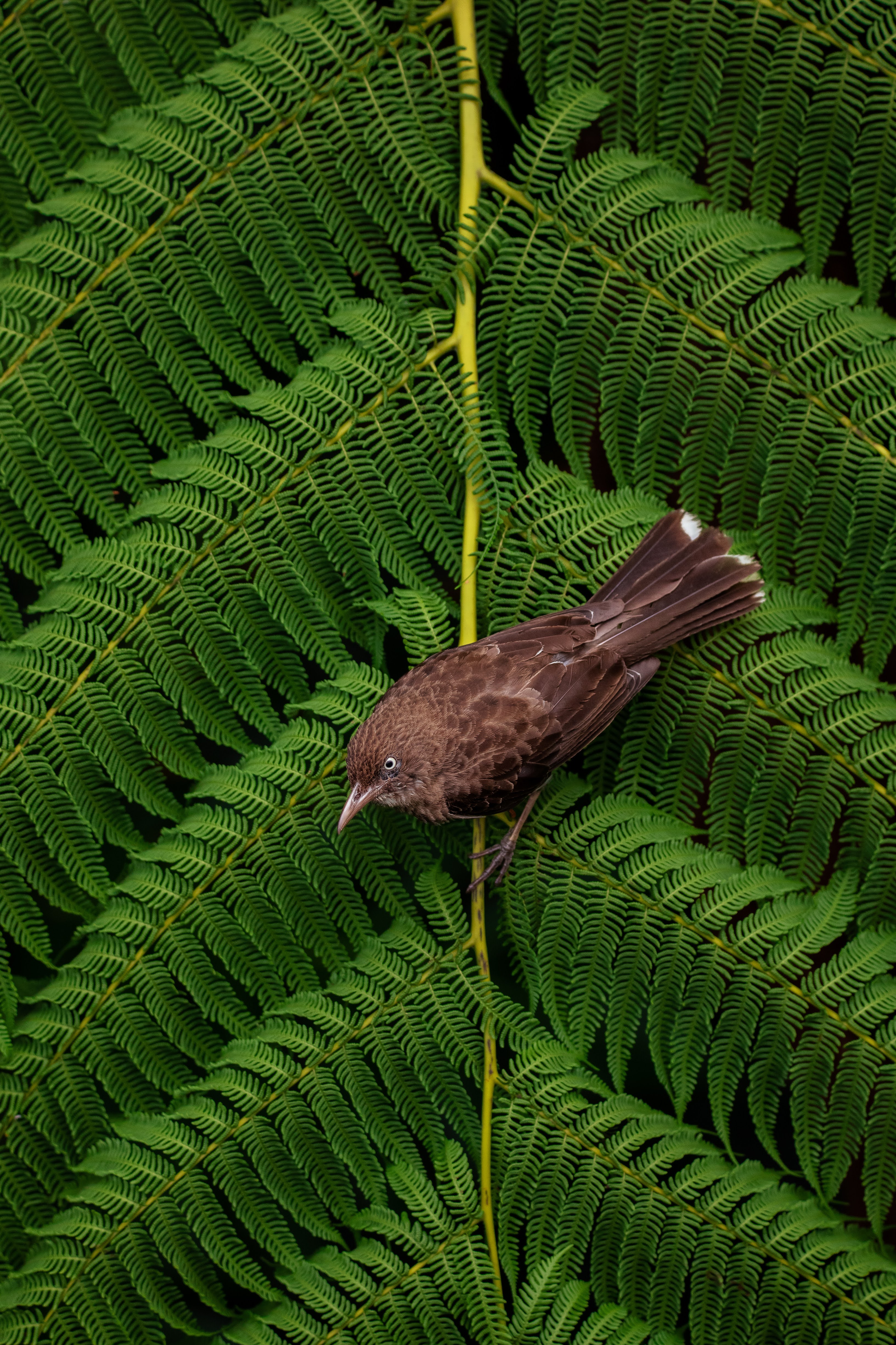a small bird on a large pine frond