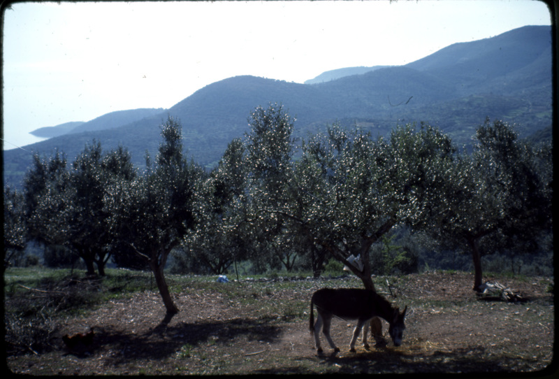 Perachori Panorama Ithaca,  Photo taken by Hugh Sackett , April 1977.