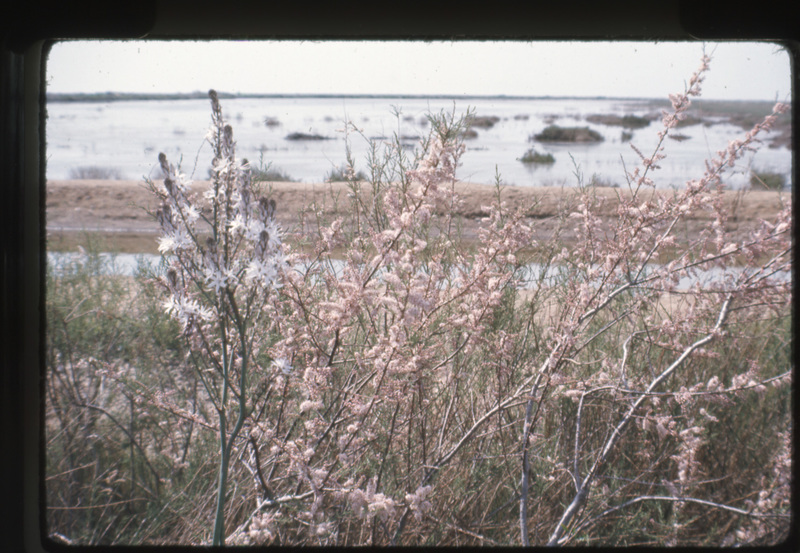 Flowers at the Salt Pans  Missolonghi , Photo taken by Hugh Sackett , April 1977. 