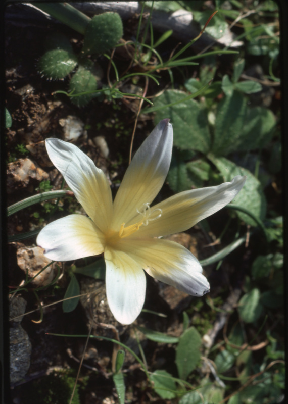 Regale Lily Flower Karistos,  Photo taken by Hugh Sackett,  January 1977