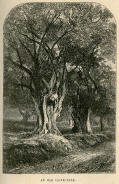An Olive Tree, sketched image (Γέρικη ελιά στην Προβηγκία, 1875).