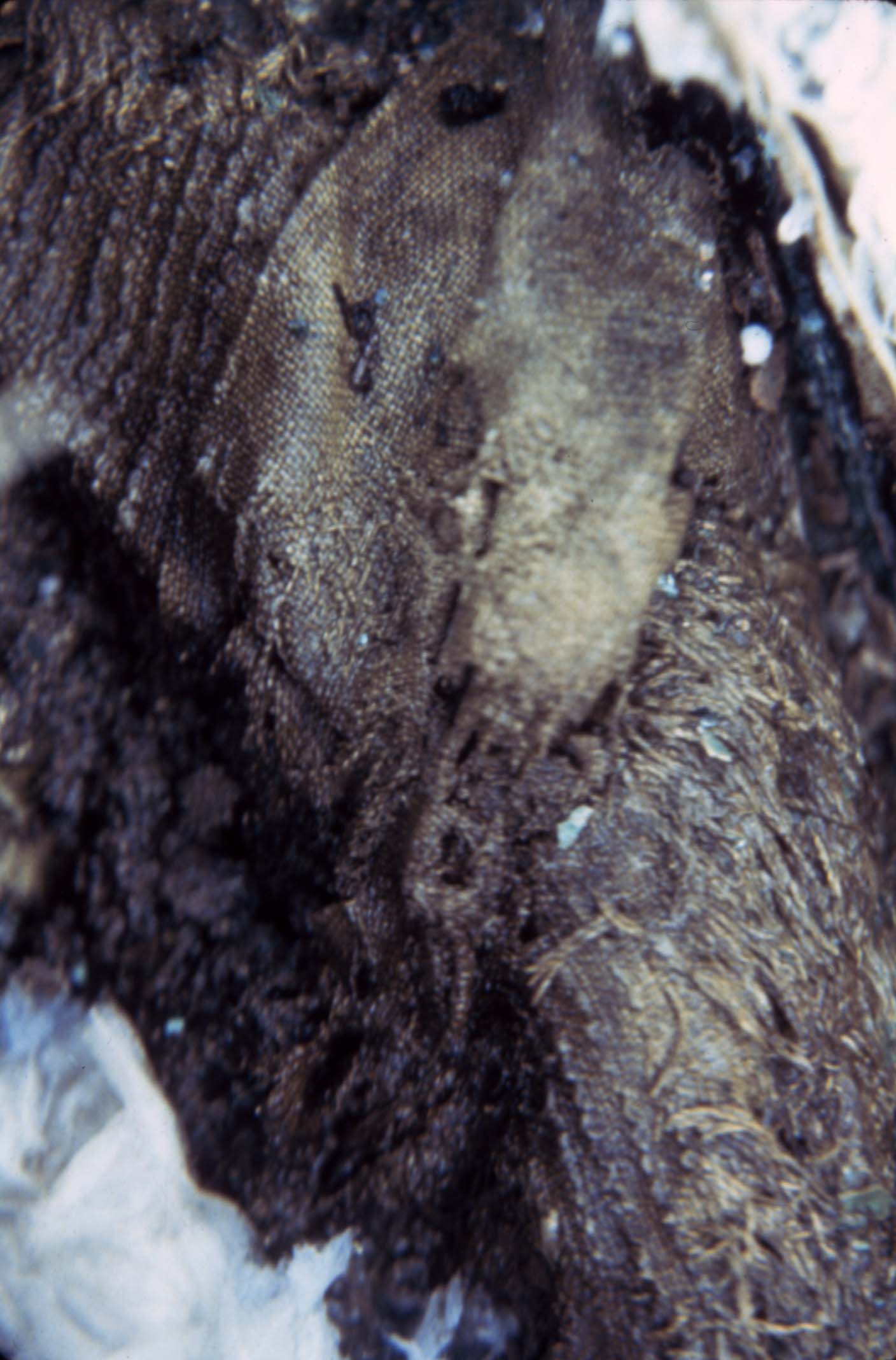 Close up image of the textile found within the bronze amphora heroon at Lefkandi 