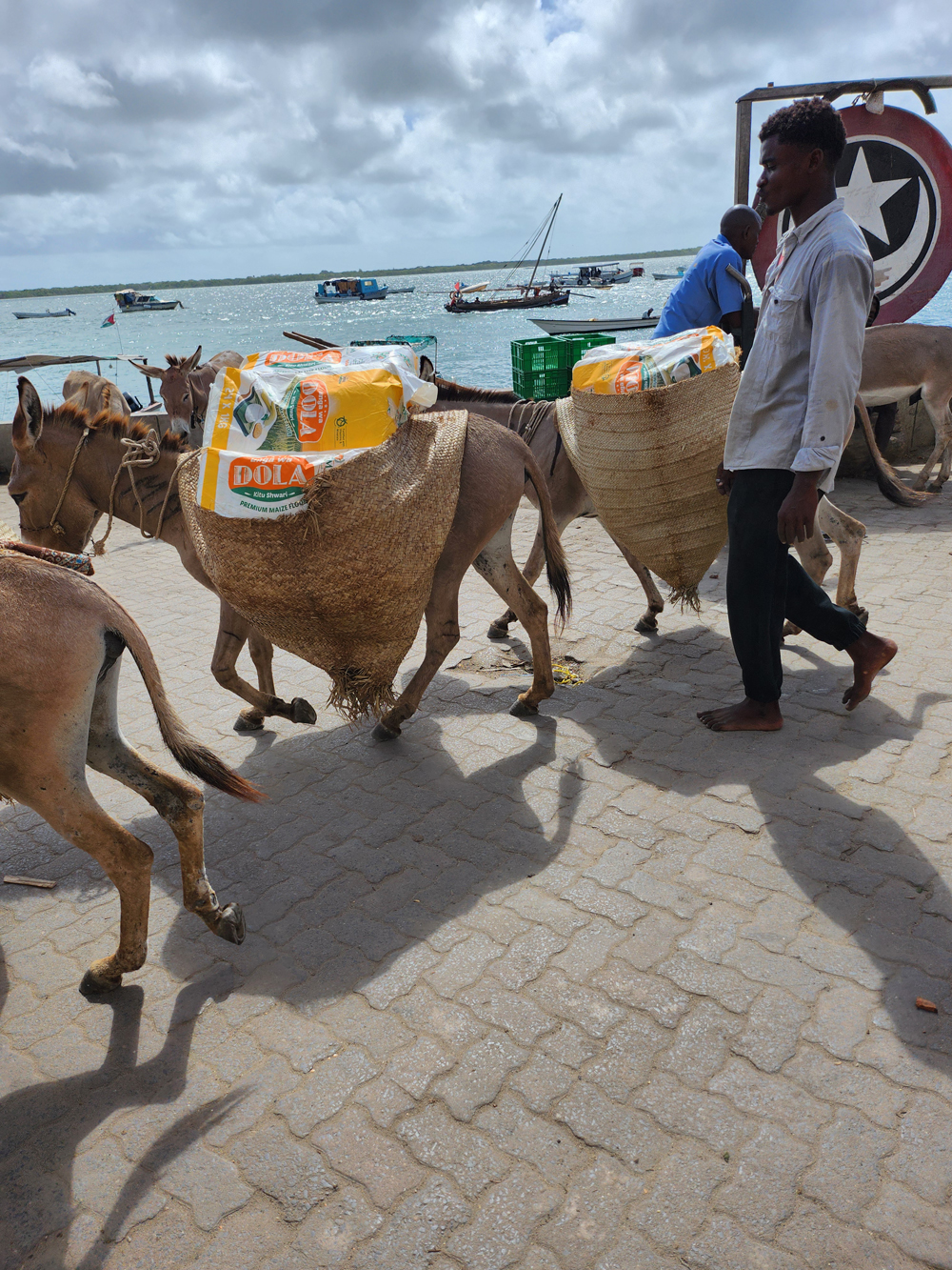a man herds donkeys down a brick road next to the sea