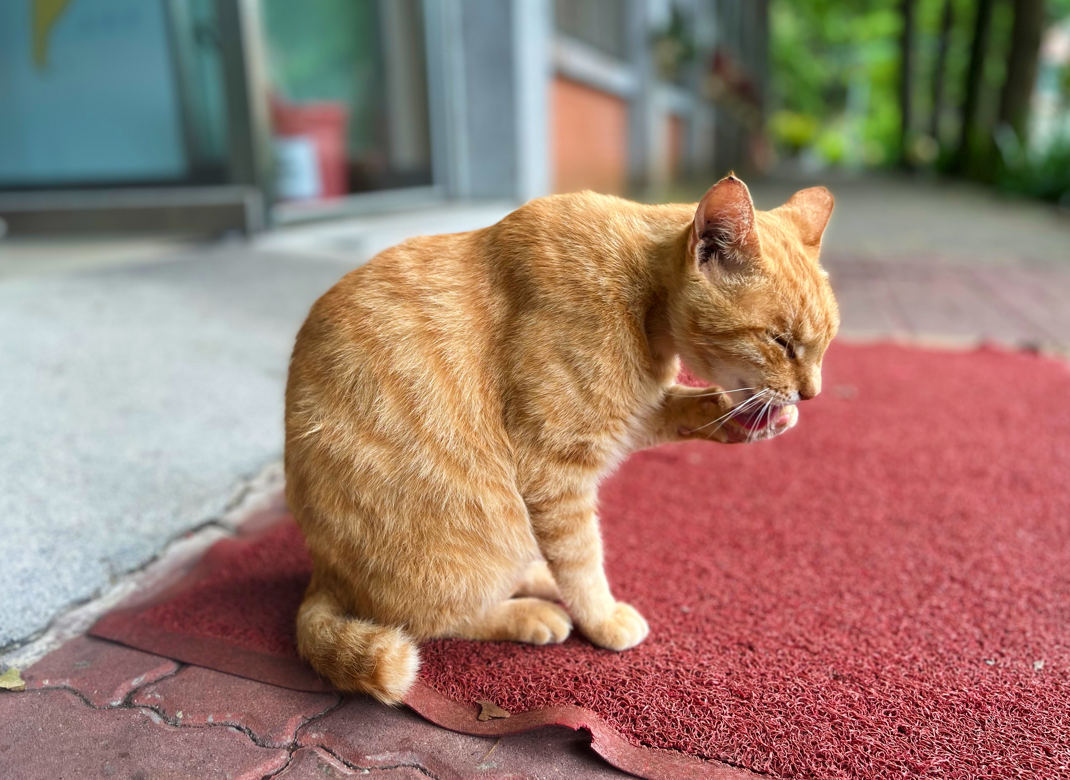 an orange cat licks its paw