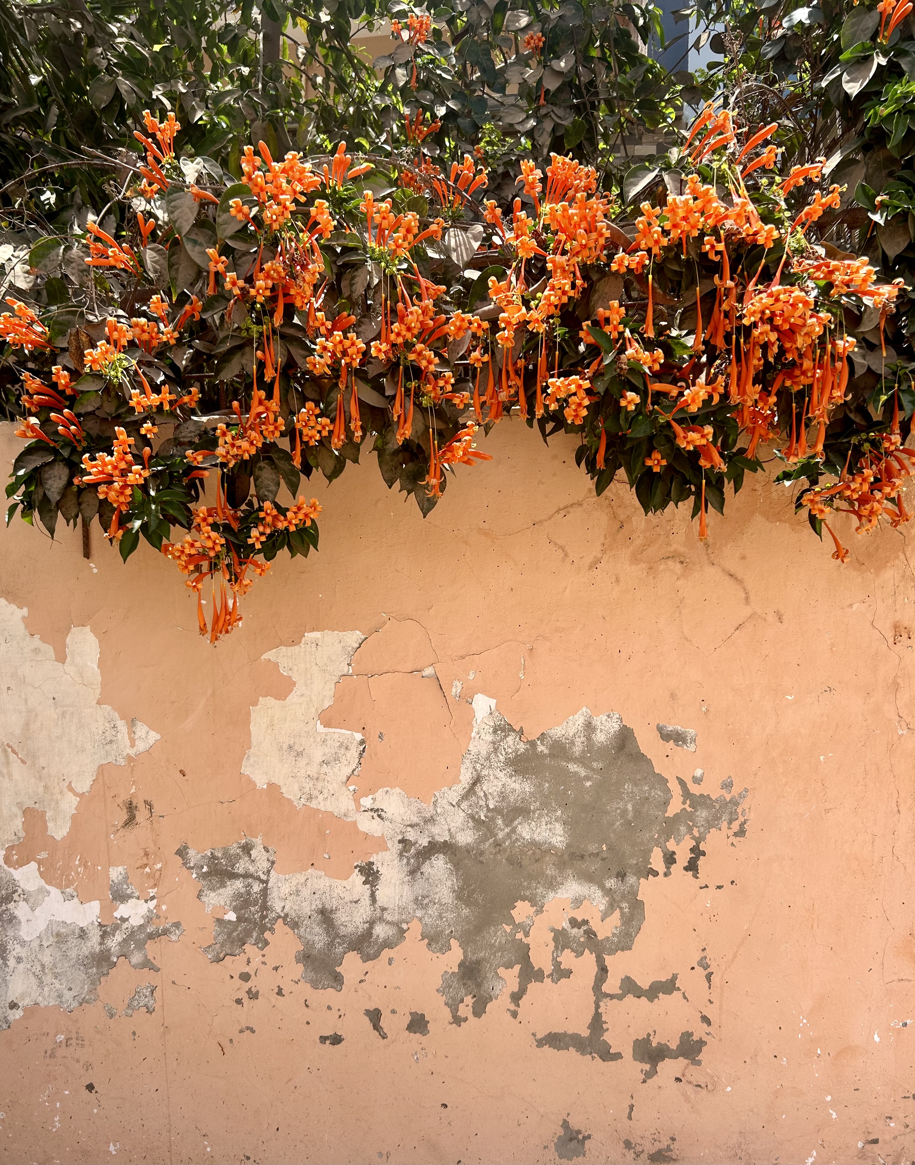 a coral-colored wall with flowers cascading over the top
