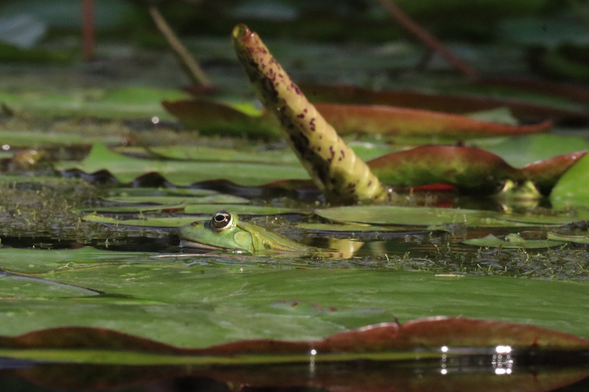 a frog among lily pads